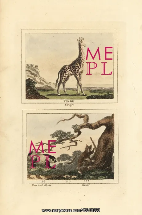 : Giraffe, sloth and tarsier : Giraffe, sloth and tarsier