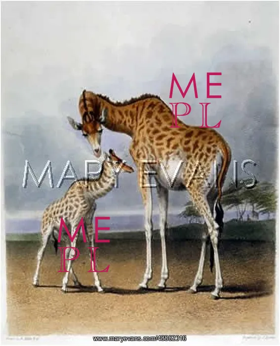 : GIRAFFE & YOUNG / 1849 : GIRAFFE & YOUNG / 1849