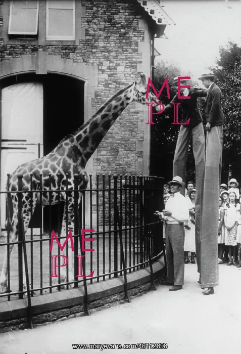 : A giraffe at the zoo is fed by stilt-goers : A giraffe at the zoo is fed by stilt-goers