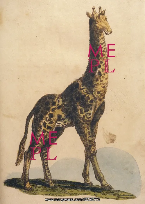  : GIRAFFES 1814