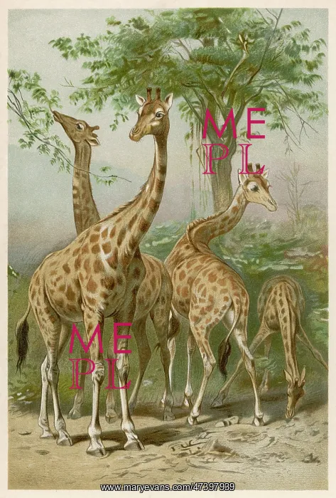  : GIRAFFES. Four giraffes
