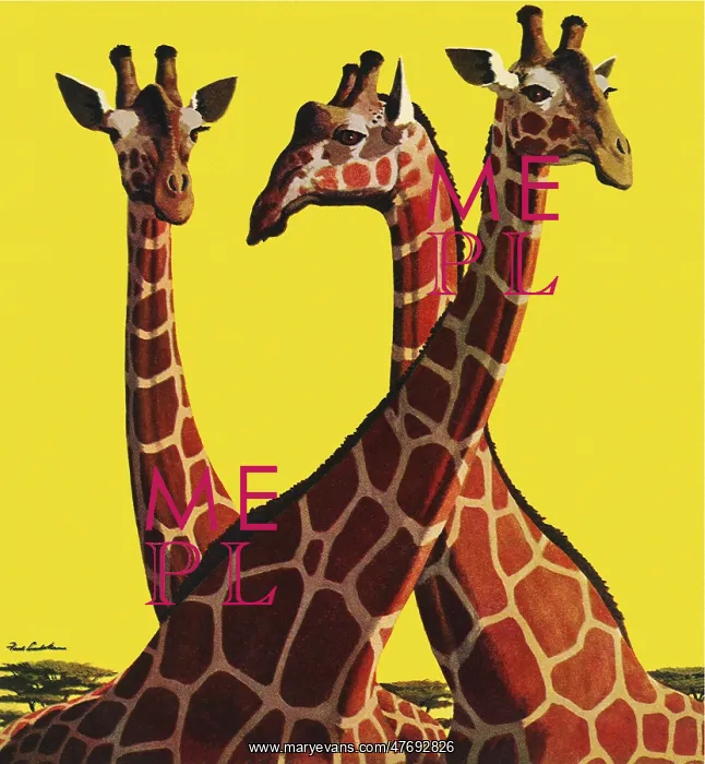  : Giraffes