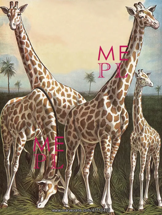  : Four Giraffes