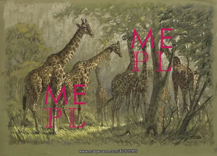 : Giraffes feeding under high canopy trees : Giraffes feeding under high canopy trees