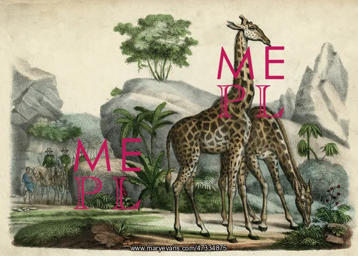: GIRAFFES SCENT DANGER : GIRAFFES SCENT DANGER