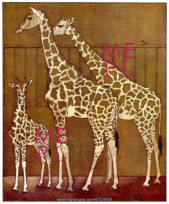 : GIRAFFES IN ZOO 1912 : GIRAFFES IN ZOO 1912