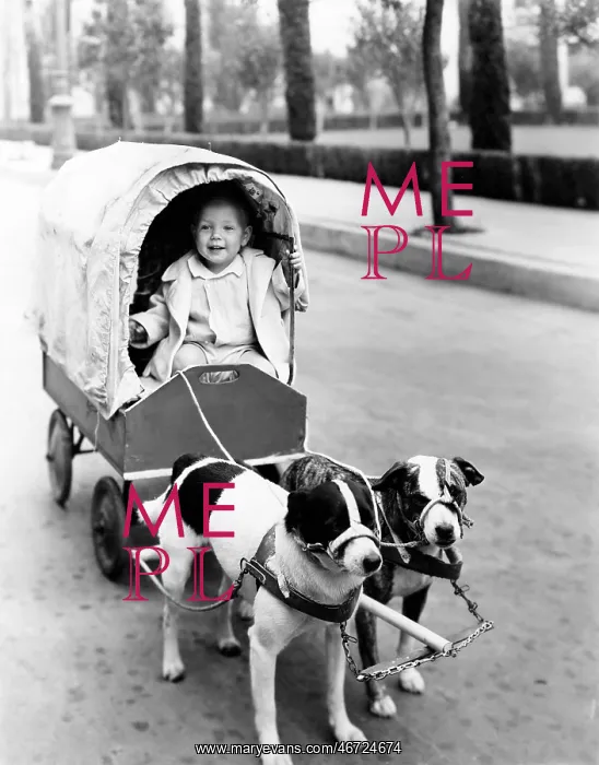 : Girl in covered wagon pulled by dogs : Girl in covered wagon pulled by dogs