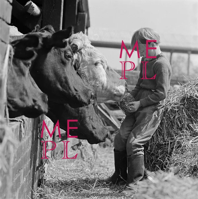 : Girl Feeding Cows : Girl Feeding Cows
