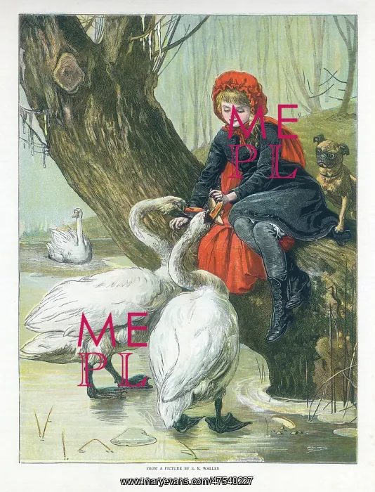 : Girl feeding Swans : Girl feeding Swans