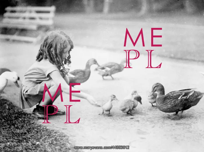 : Girl Feeds the Ducks : Girl Feeds the Ducks