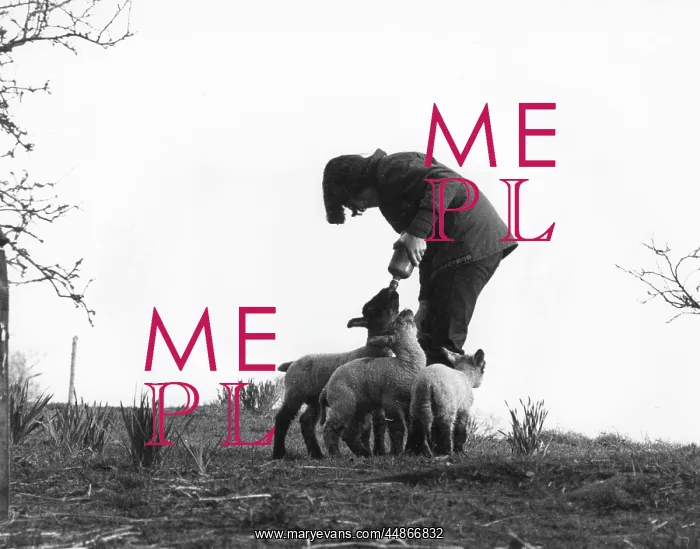: Girl hand-feeding lambs : Girl hand-feeding lambs