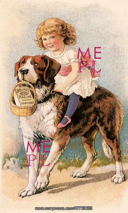  : Girl rides a Saint Bernard