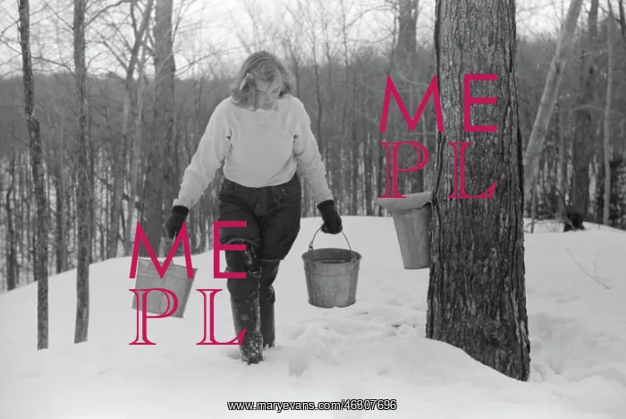 : Girl - Worker - Maple Syrup - Occupations : Girl - Worker - Maple Syrup - Occupations