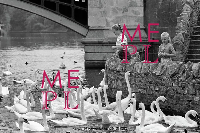 : Girls with swans, River Thames, Windsor : Girls with swans, River Thames, Windsor