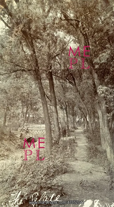 : A glade in Tientsin (Tianjin), China : A glade in Tientsin (Tianjin), China