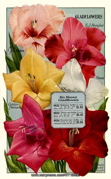  : Six Gladflowers