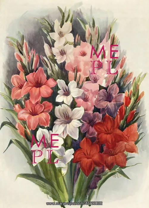  : Gladiola Design