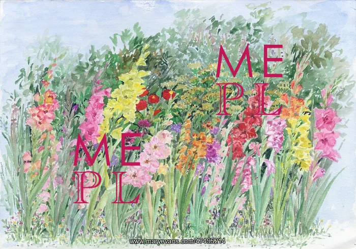  : Gladioli ? various colours of gladioli in a flower bed