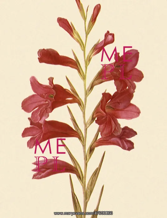 : Gladioli : Gladioli