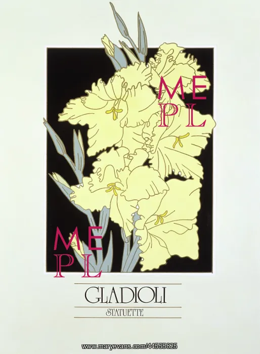 : Gladioli blooms : Gladioli blooms