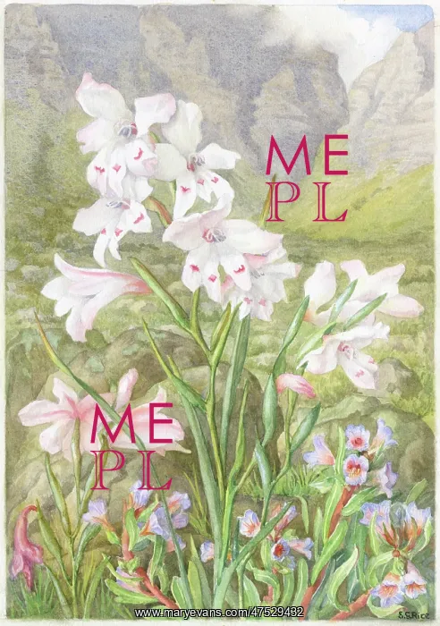 : Gladiolus Blandus and Lobostemon Fruticosus : Gladiolus Blandus and Lobostemon Fruticosus
