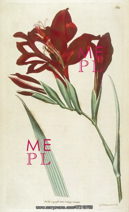  : Gladiolus Cardinalis