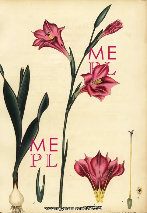 : Gladiolus caryophyllaceus : Gladiolus caryophyllaceus