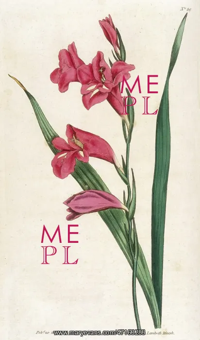 : Gladiolus Communis or Common Cornflap : Gladiolus Communis or Common Cornflap