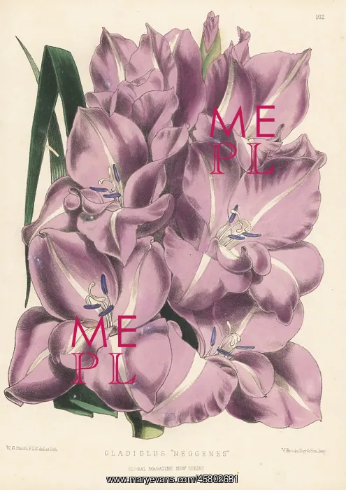 : Gladiolus cultivar, Neogenes : Gladiolus cultivar, Neogenes