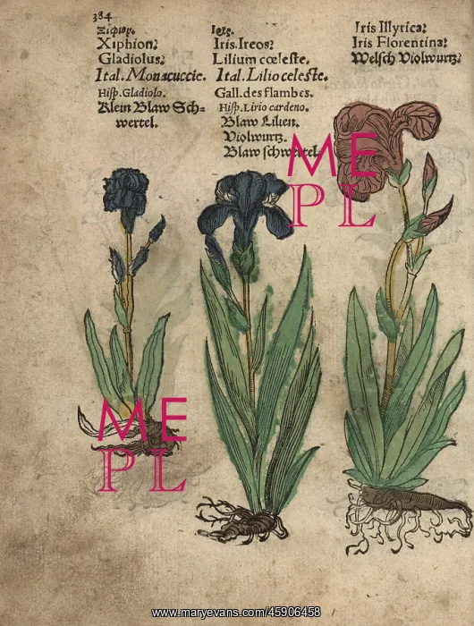 : Gladiolus, German iris and Florentine iris : Gladiolus, German iris and Florentine iris