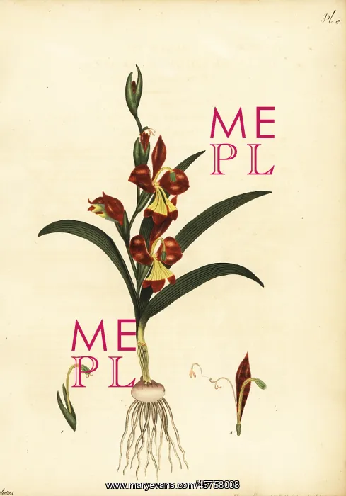 : Gladiolus orchidiflorus : Gladiolus orchidiflorus