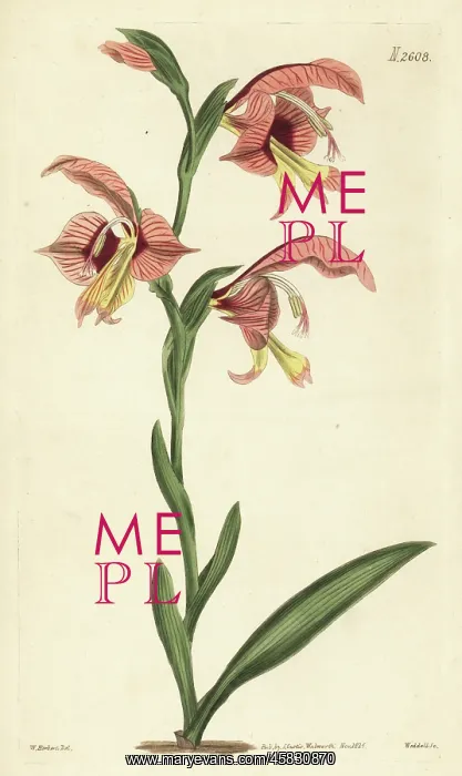: Gladiolus orchidiflorus : Gladiolus orchidiflorus