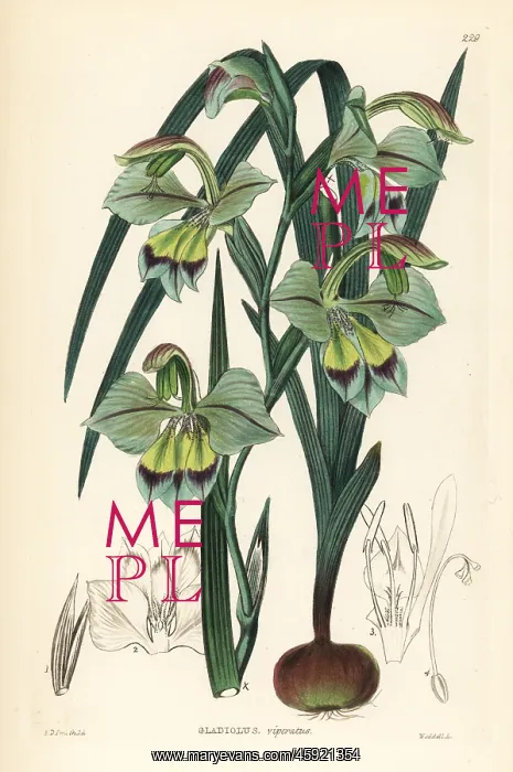 : Gladiolus orchidiflorus : Gladiolus orchidiflorus