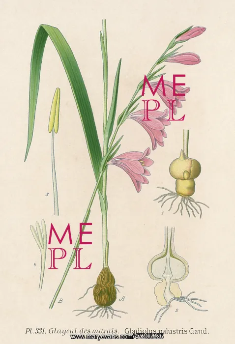  : GLADIOLUS PALUSTRIS