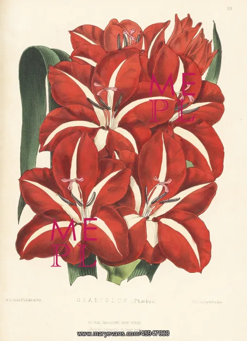  : Gladiolus Phoebus variety
