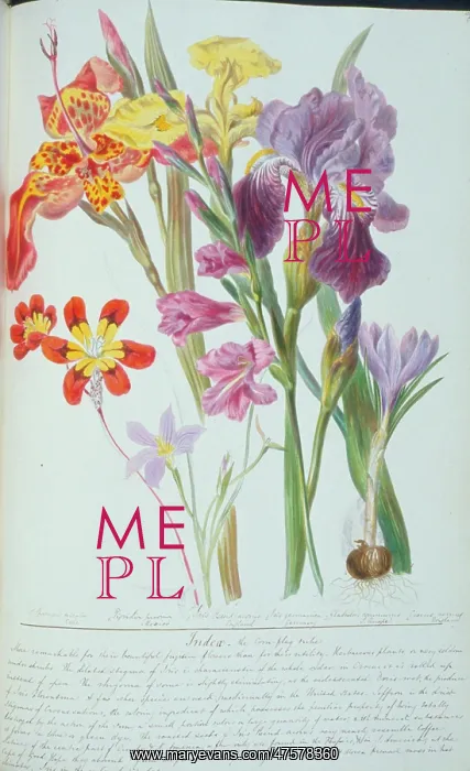 : Gladiolus sp. corn flag : Gladiolus sp. corn flag