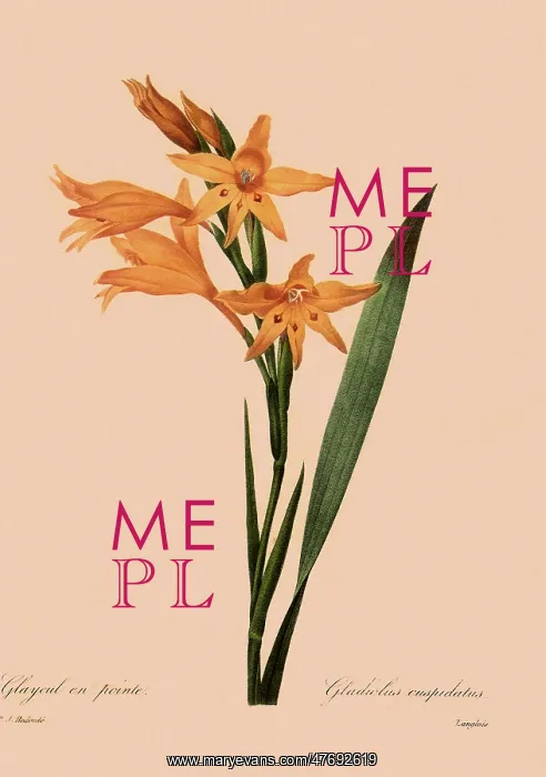 : Gladiolus undulatus cuspidatus : Gladiolus undulatus cuspidatus