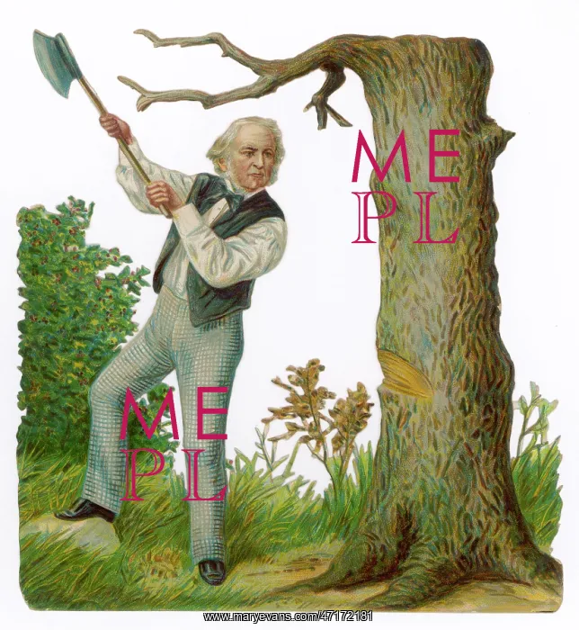 : GLADSTONE FELLS A TREE : GLADSTONE FELLS A TREE