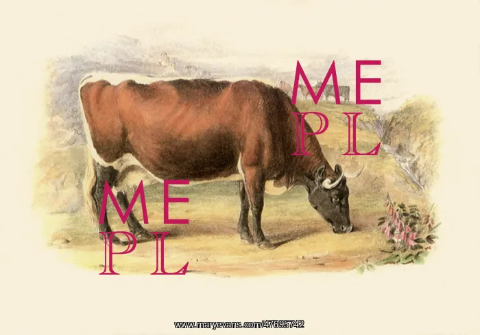  : Glamorgan Breed