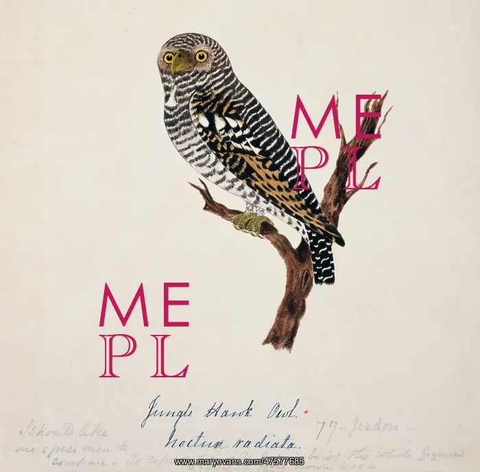 : Glaucidium radiatum, jungle owlet : Glaucidium radiatum, jungle owlet