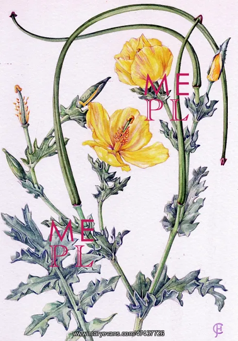  : Glaucium flavum