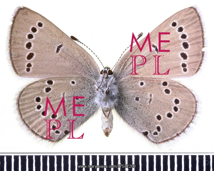 : Glaucopsyche lydamus, xerces blue : Glaucopsyche lydamus, xerces blue