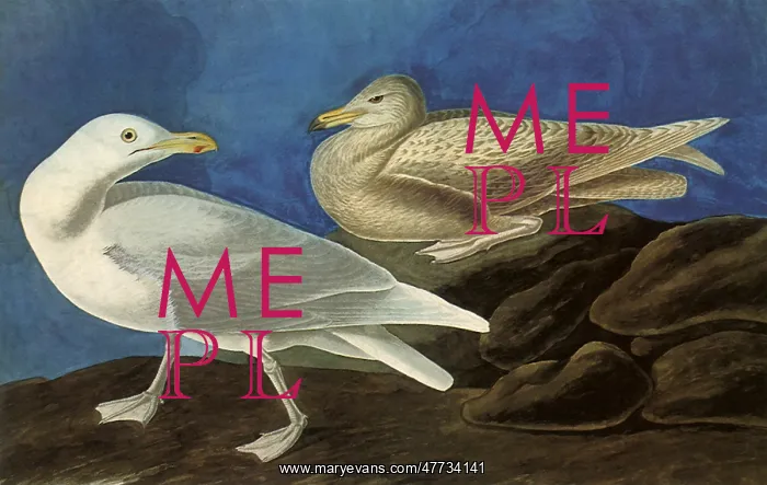  : Glaucous Gull