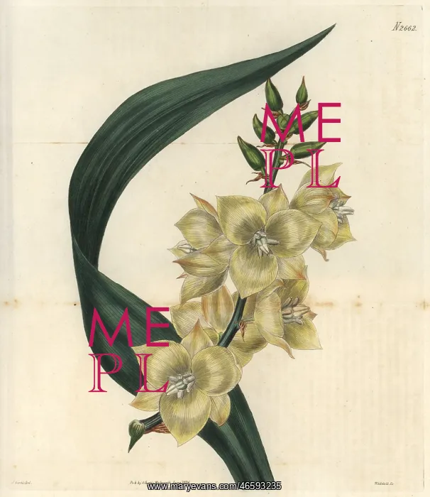 : Glaucous-leaved Adam's needle with pale yellow : Glaucous-leaved Adam's needle with pale yellow
