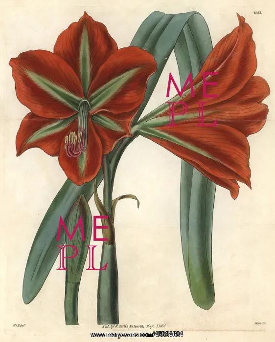 : Glaucous-leaved, broad-petaled amaryllis, Amaryllis : Glaucous-leaved, broad-petaled amaryllis, Amaryllis
