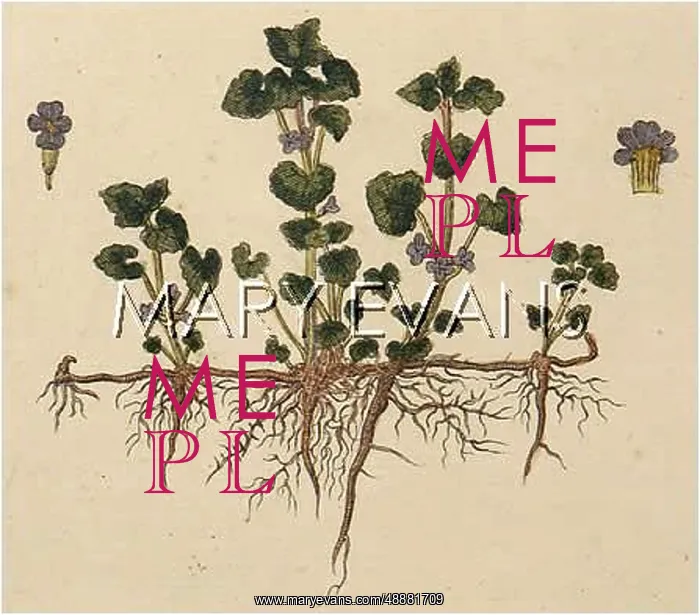  : GLECHOMA HEDERACEA