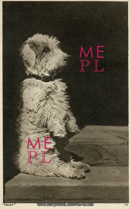 : Glen of Imaal Terrier - The Glen Sit : Glen of Imaal Terrier - The Glen Sit