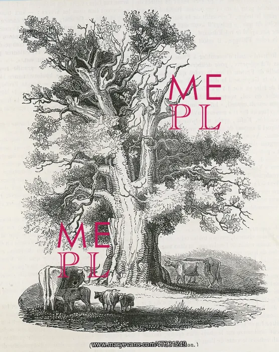 : GLENDOWER'S OAK 1838 : GLENDOWER'S OAK 1838