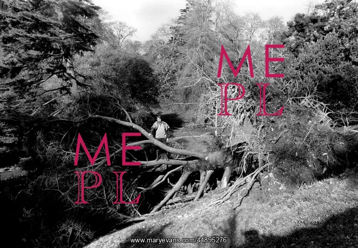 : Glendurgan, Cornwall, after the 1987 hurricane : Glendurgan, Cornwall, after the 1987 hurricane
