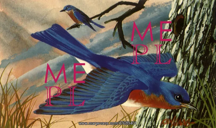  : Gliding Bluebird